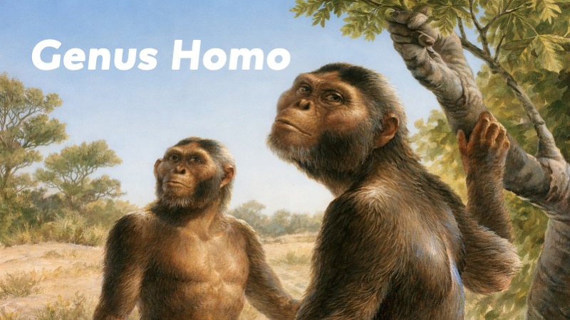 Genus Homo