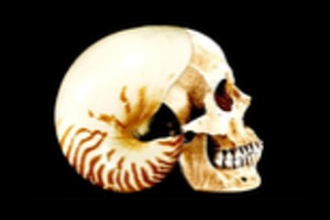 Vita Sapien design artwork 5